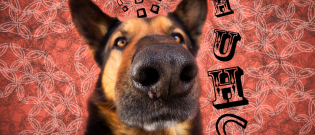 Illustration : "Les 10 questions à se poser avant d'adopter un chien"