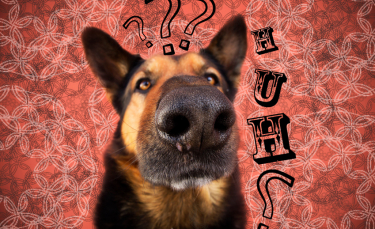 Illustration : "Les 10 questions à se poser avant d'adopter un chien"