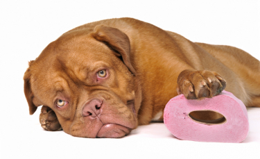 Illustration : "La digestion du chien"