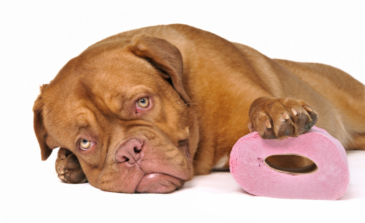 Illustration : "La digestion du chien"
