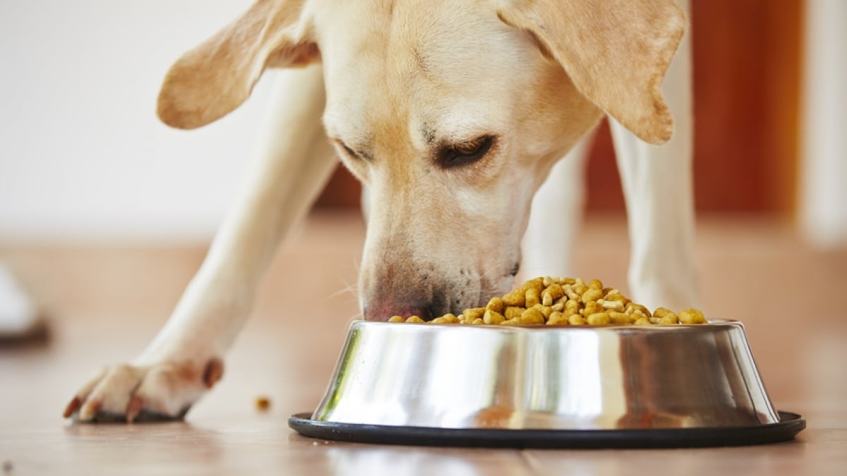 Illustration : "L'alimentation d'un chien adulte"