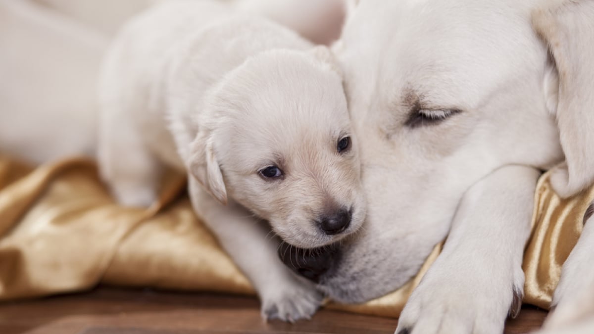 Quand mon chien arrête-t-il de grandir ?