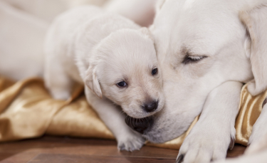 Illustration : "La cohabitation entre chien adulte et chiot"