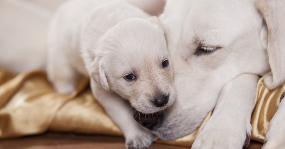 Reussir La Cohabitation Entre Chien Adulte Et Chiot Reussir La Cohabitation Entre Chien Adulte Et Chiot