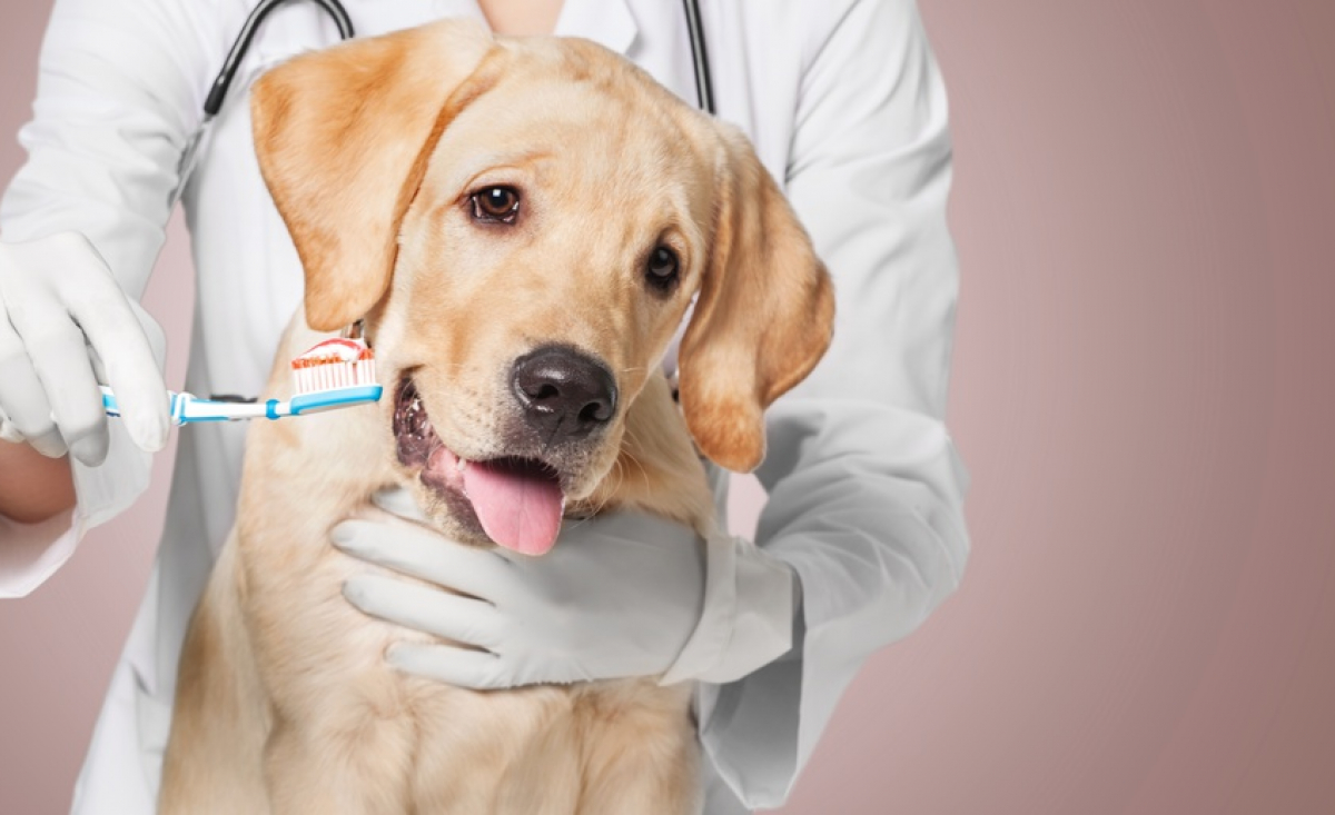Illustration : "Prévention et soins dentaires chez le chien"