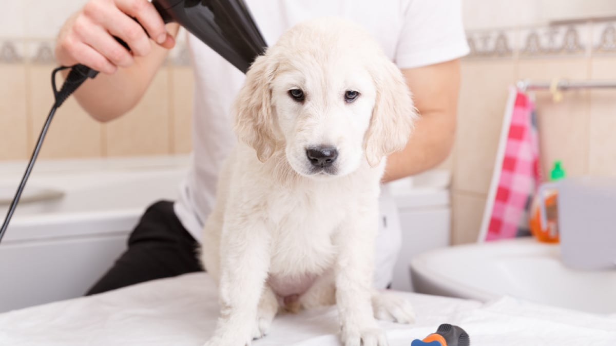 Illustration : "Les bienfaits du toilettage pour chien"