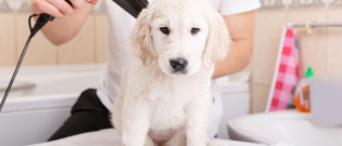 Illustration : "Les bienfaits du toilettage pour chien"