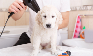 Illustration : "Les bienfaits du toilettage pour chien"