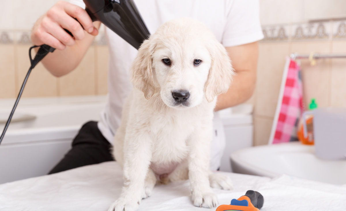 Illustration : "Les bienfaits du toilettage pour chien"