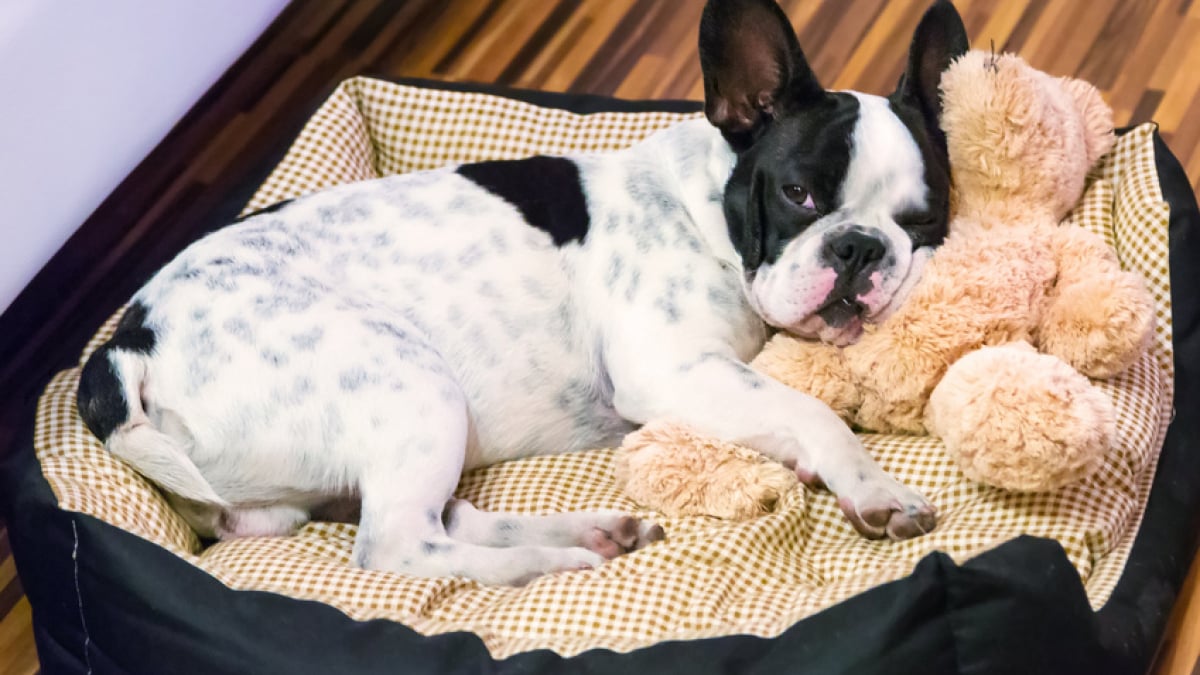 Choisir un panier pour son chien