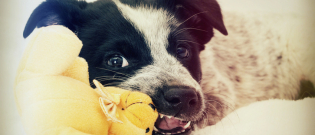 Illustration : "Pourquoi mon chien mord-t-il ?"