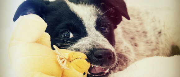 Illustration : "Pourquoi mon chien mord-t-il ?"