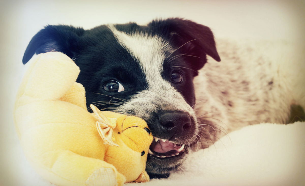 Illustration : "Pourquoi mon chien mord-t-il ?"