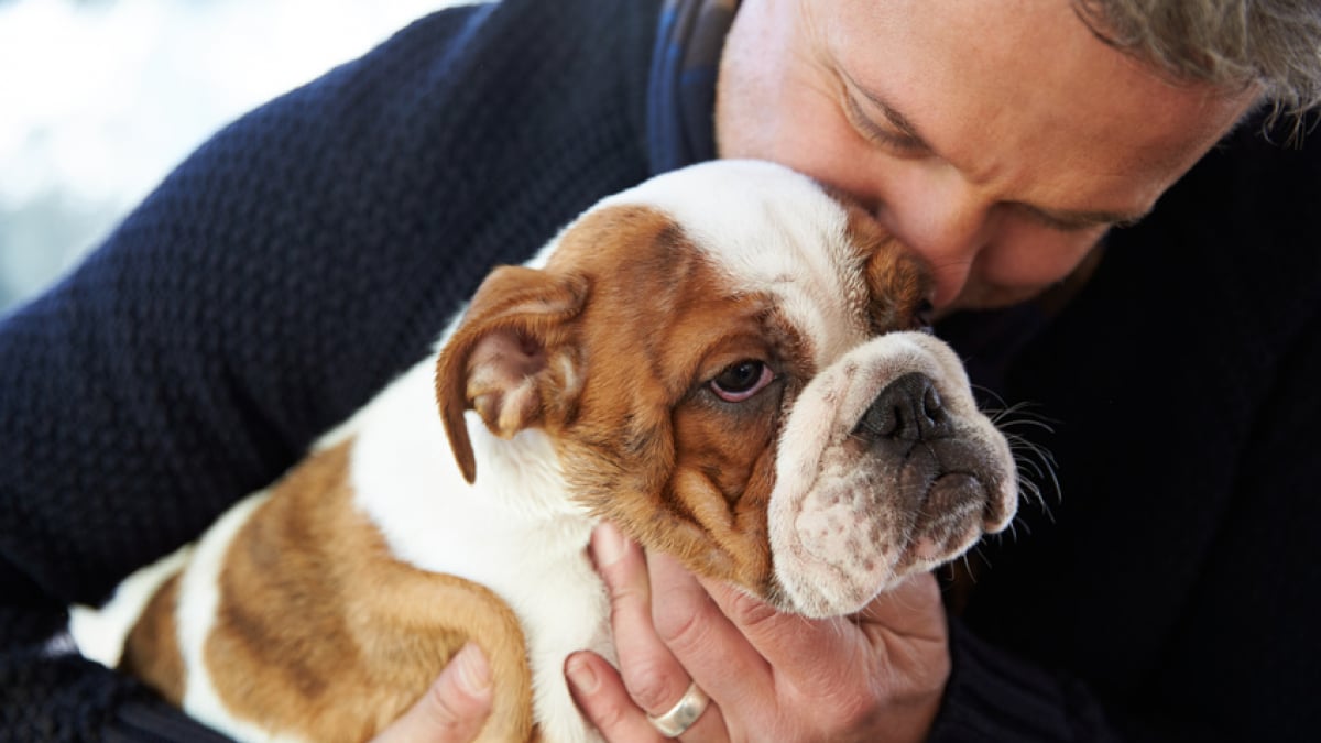 Illustration : "Choisir un chien mâle"