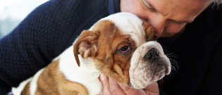 Illustration : "Choisir un chien mâle"