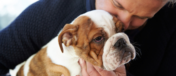 Illustration : "Choisir un chien mâle"