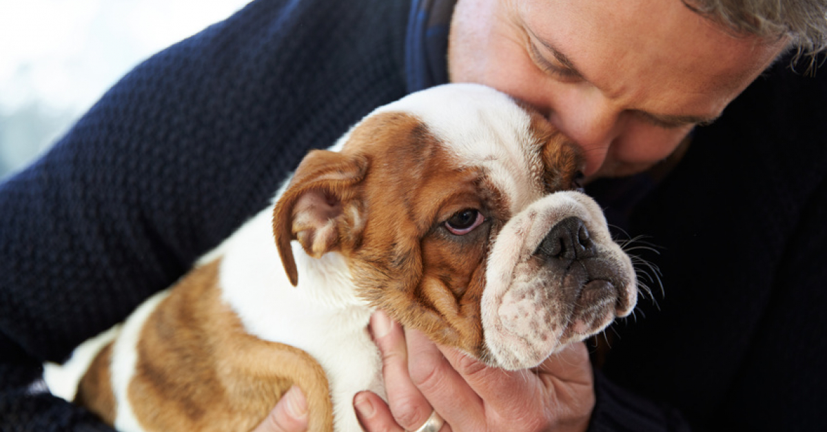 Choisir Un Chien Mâle Pourquoi Préférer Un Mâle à Une Femelle