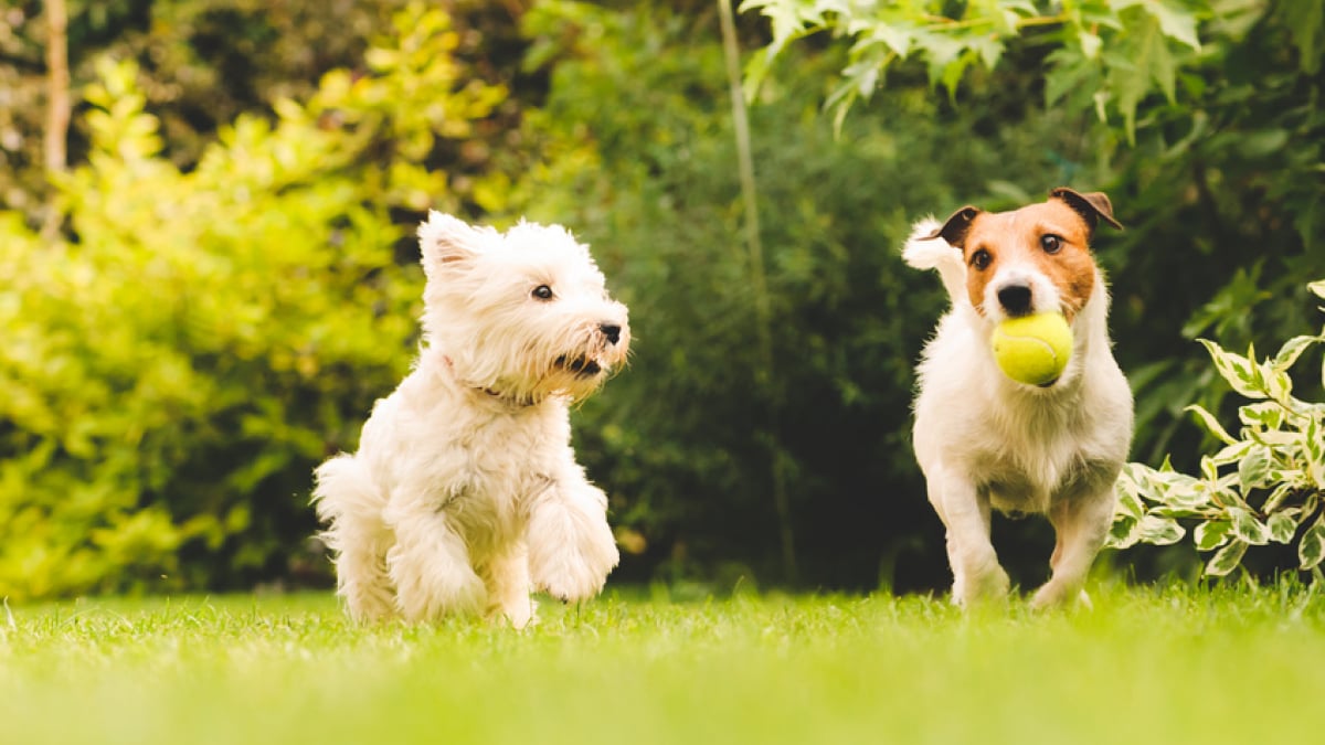 Illustration : "Choisir un chien de taille moyenne"