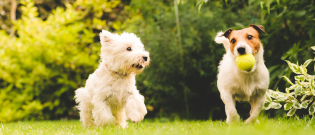 Illustration : "Choisir un chien de taille moyenne"