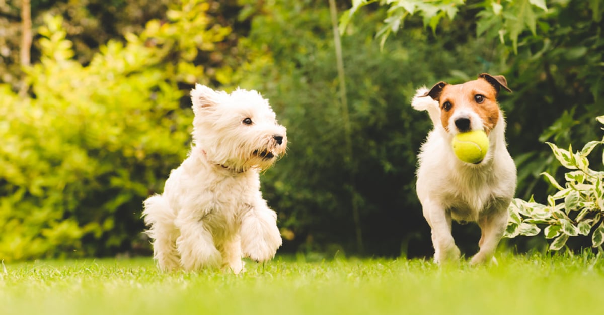 Quel Race De Chien Est Fait Pour Moi Choisir un chien de taille moyenne : les choses à savoir