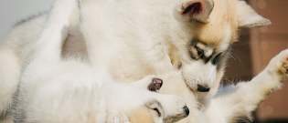 Illustration : "Les conflits entre chien adulte et chiot"