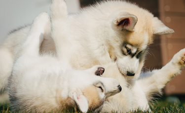 Illustration : "Les conflits entre chien adulte et chiot"