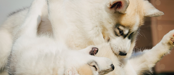 Illustration : "Les conflits entre chien adulte et chiot"