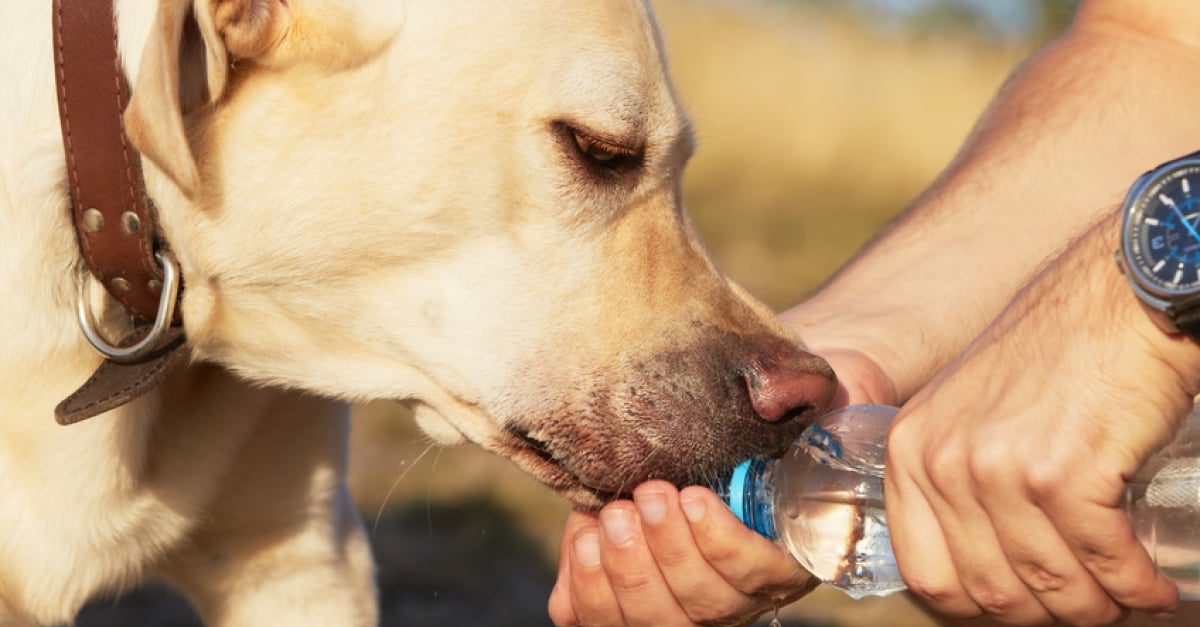 Soin du coussinet chez le chien, les bons gestes à adopter