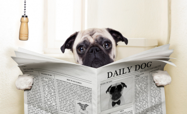 Illustration : "La constipation du chien"