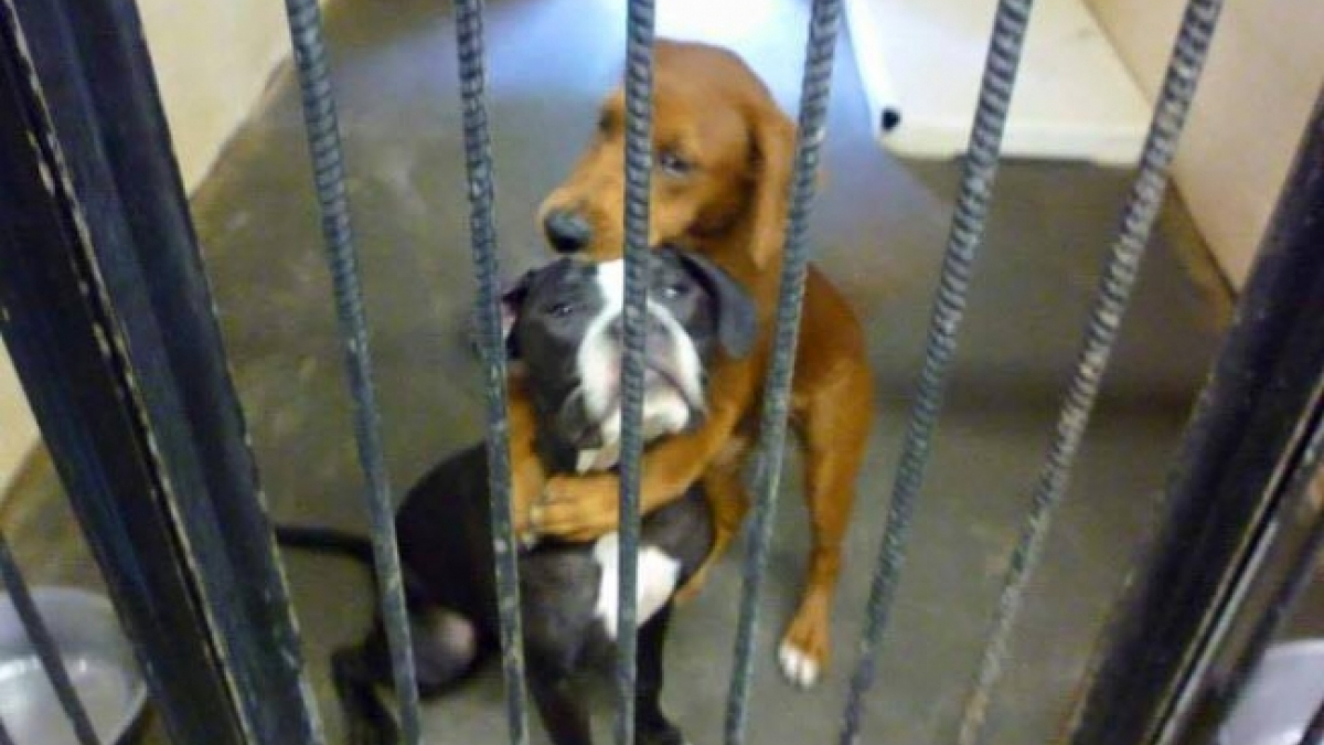 Illustration : "Une simple photo sur Facebook sauve 2 chiens de l'euthanasie !"