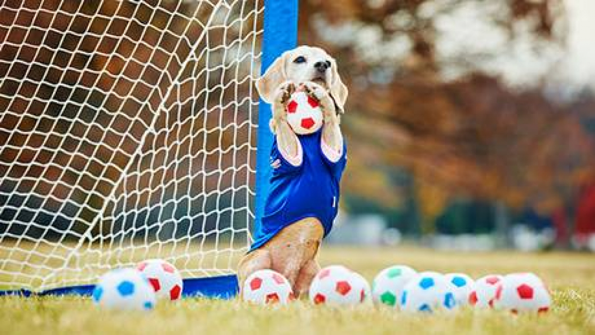 Illustration : "Une chienne surdouée du football fait son entrée dans le livre des records ! "