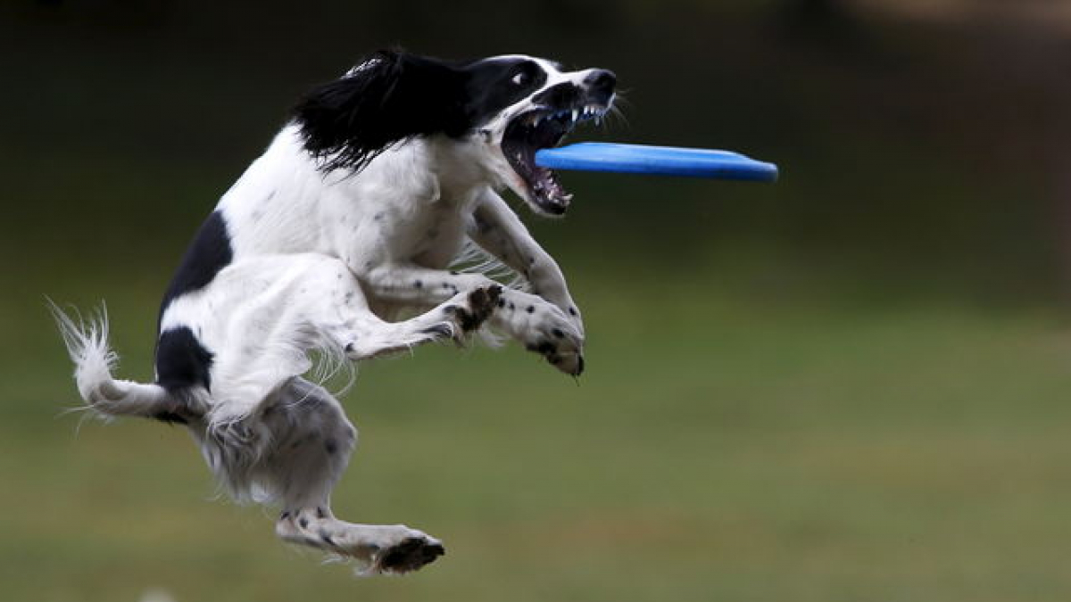 Illustration : "De magnifiques images d'une compétition de frisbee pour chiens dans un parc de Moscou"