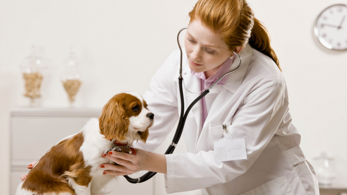 Illustration : "Lancement d'un nouveau traitement pour les chiens cardiaques"