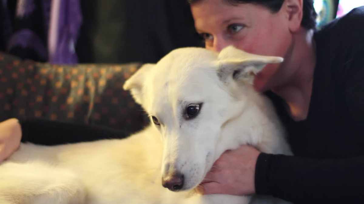 Illustration : "Longtemps blessé à la patte, ce chien vit désormais paisiblement auprès de sa maîtresse"