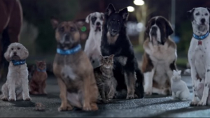 Illustration : Un magnifique spot en faveur des chiens délaissés par leurs maîtres