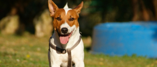 Illustration : "Choisir un chien adulte "