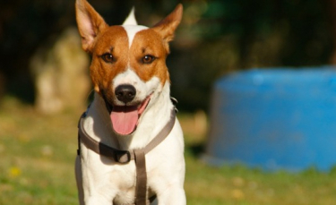 Illustration : "Choisir un chien adulte "