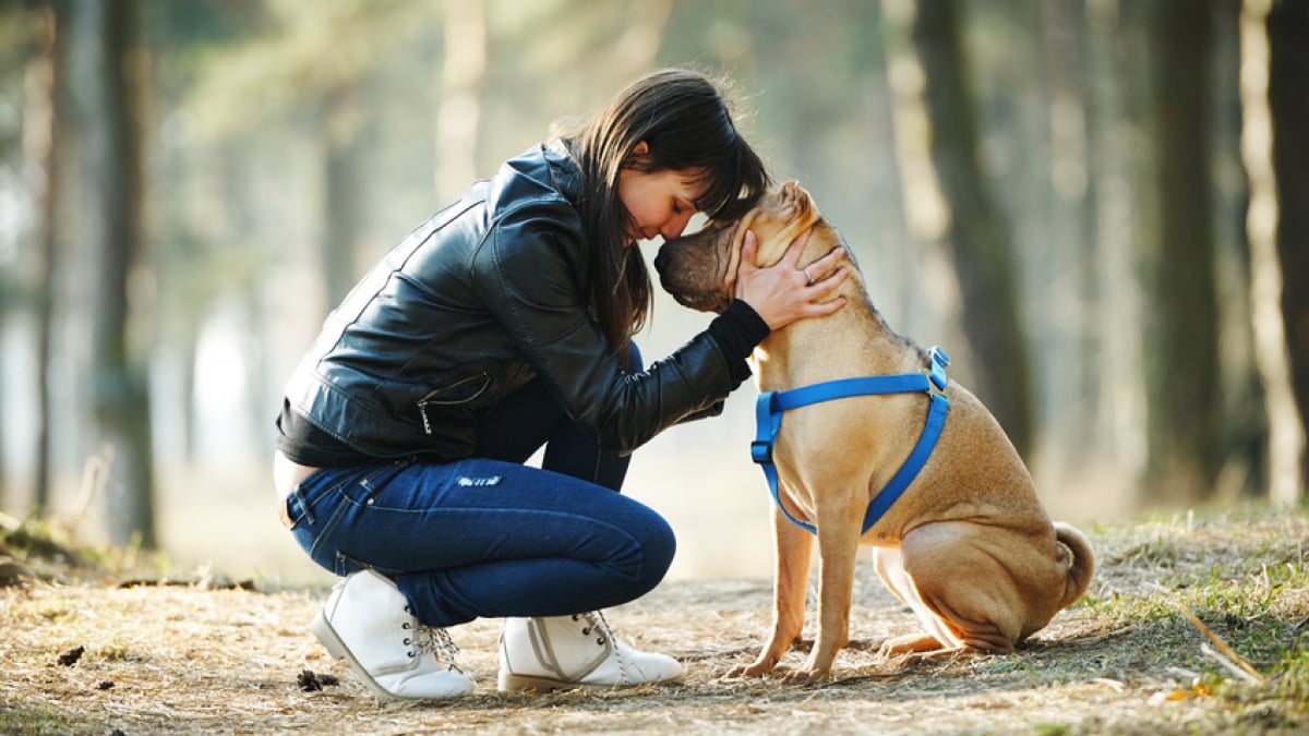 Illustration : "Choisir un chien femelle"