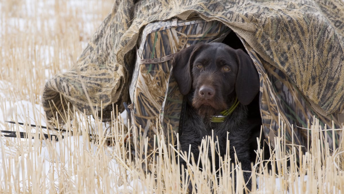 Illustration : "Choisir un chien de chasse"