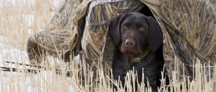 Illustration : "Choisir un chien de chasse"