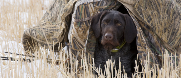 Illustration : "Choisir un chien de chasse"
