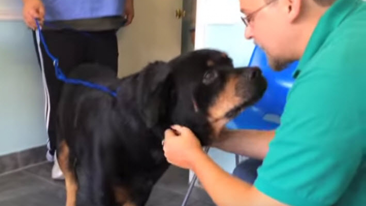 Illustration : "Les émouvantes retrouvailles entre un homme et son Rottweiler, 8 ans après leur séparation"