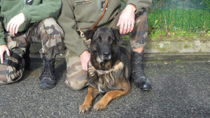 Illustration : Une octogénaire disparue a été retrouvée grâce au chien de la Gendarmerie