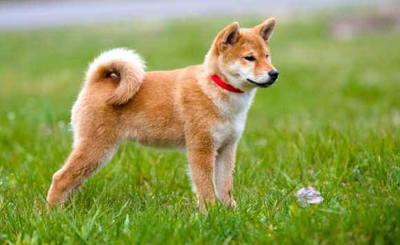 Choisir un chien japonais : les spécificités des races du Japon