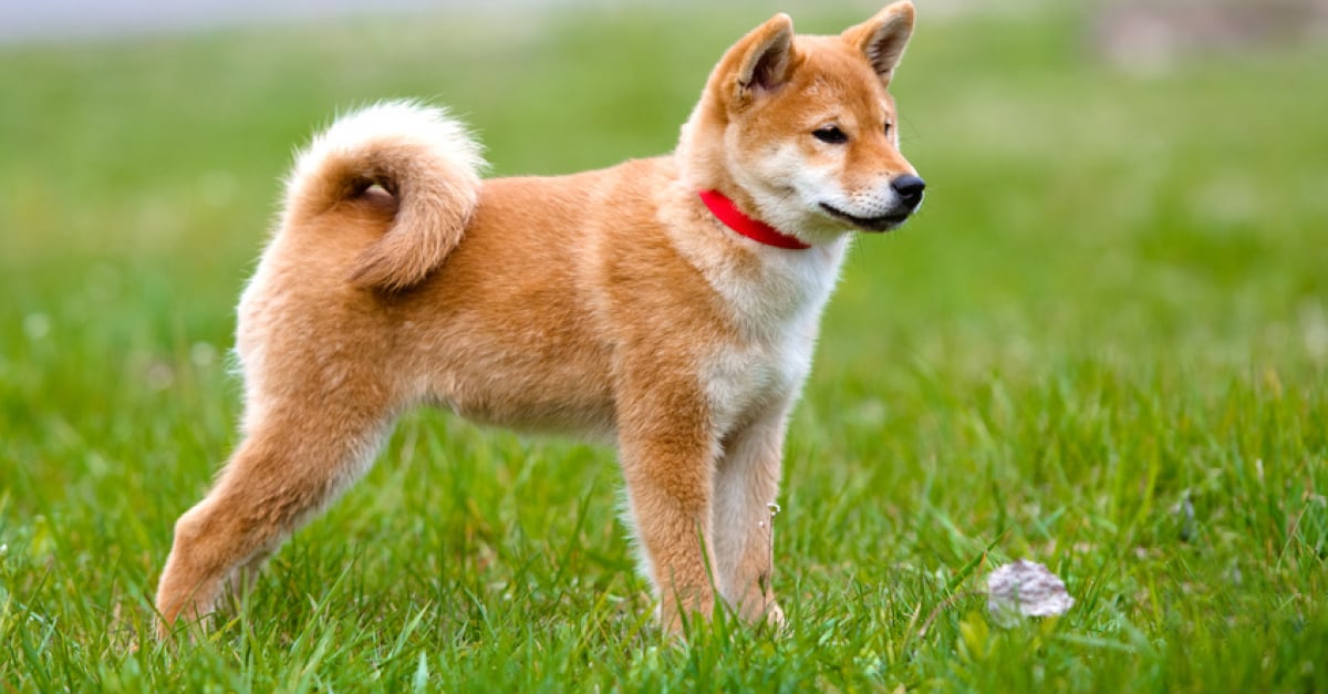 Choisir Un Chien Japonais Les Spécificités Des Races Du Japon