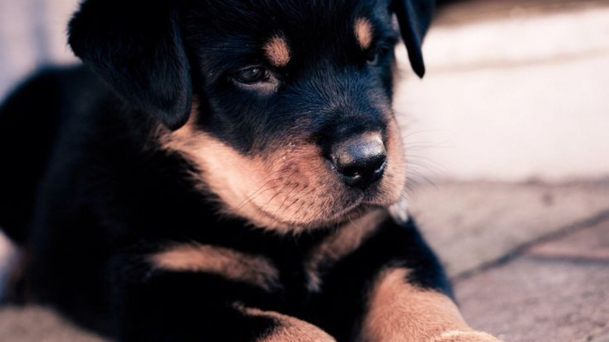 Illustration : "Un homme tente de tuer son chiot, mais l'animal retourne l'arme contre lui !"