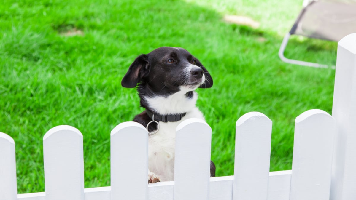 Illustration : "La sécurité du chien à l’extérieur"