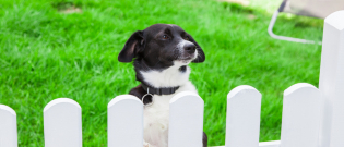 Illustration : "La sécurité du chien à l’extérieur"