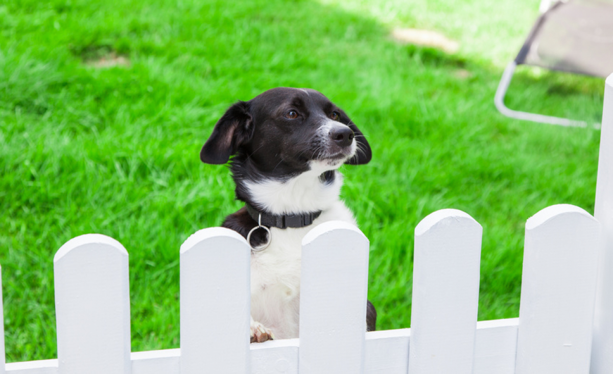 Illustration : "La sécurité du chien à l’extérieur"