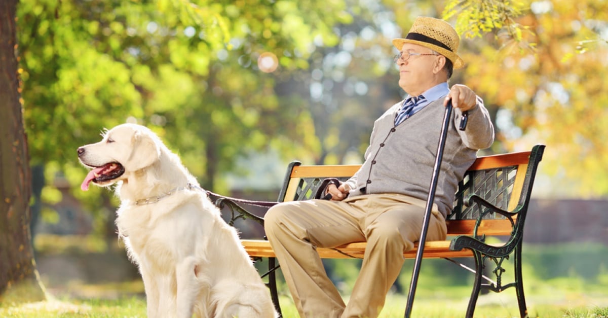 Choisir Un Chien Calme Les Races Faciles à Vivre